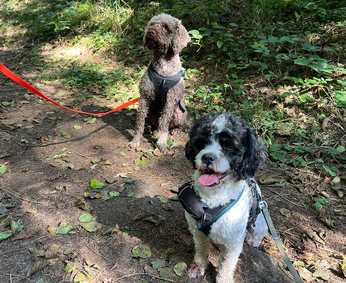 zwei Hunde im Wald