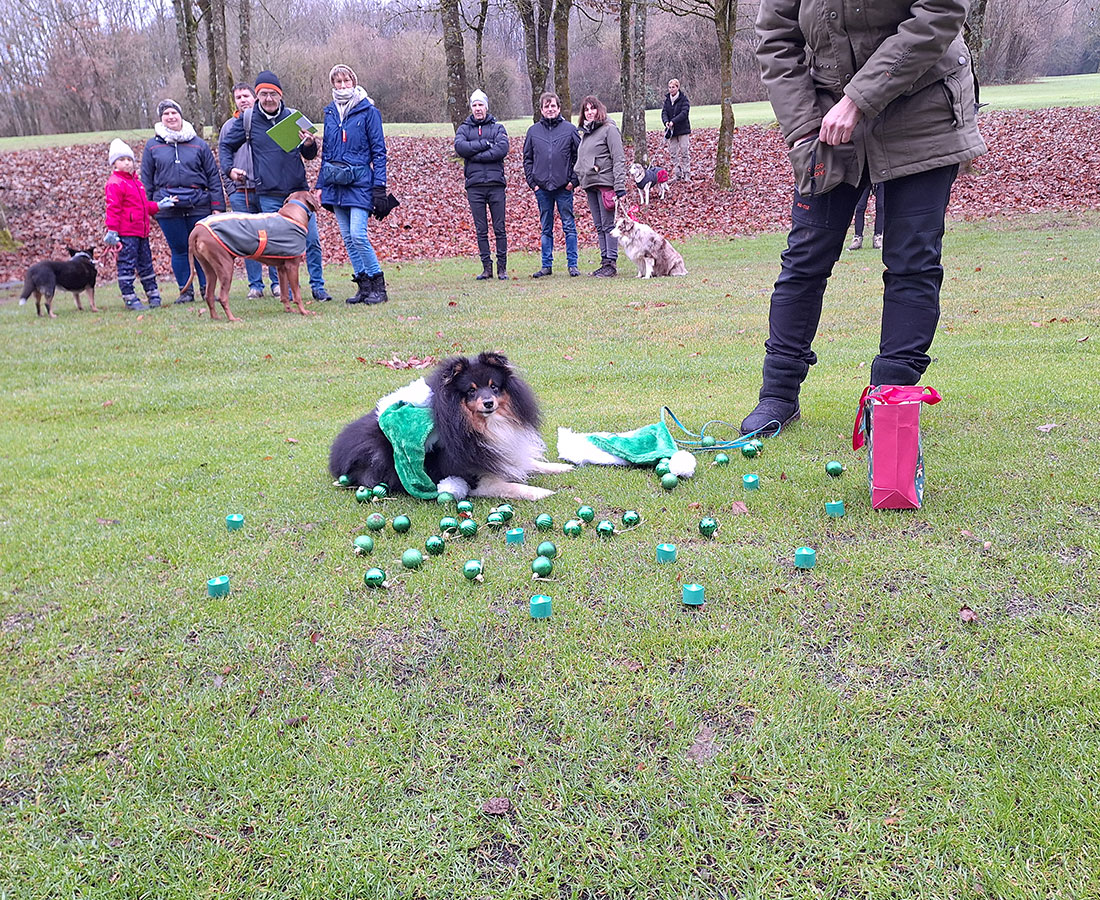 Hund mit Kugeln bei der Krimitour