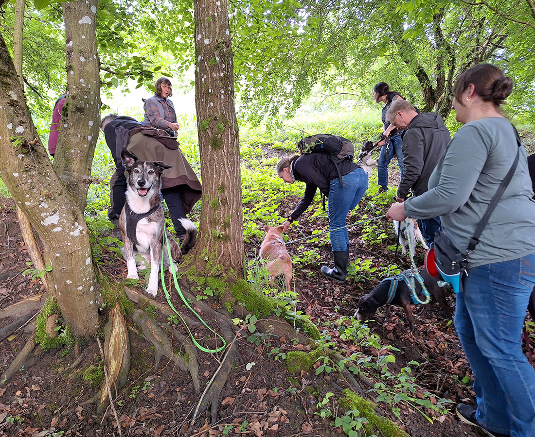 Hunde bei der Wildkäuterwanderung