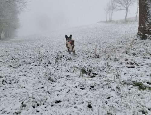 Winterzeit mit Hund – kommt gut durch die „dunkle“ Jahreszeit